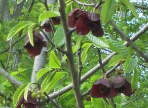 Paw paw blossom, northern Ohio.  Photo by Geoffrey A. Landis