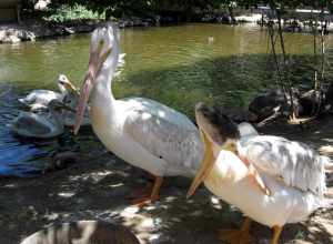 American White Pelicans at Hogle Zoo in Salt Lake City, Utah, U.S.A.