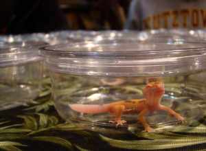 i believe this is an albino leopard gecko.
New York Metro Reptile Expo. Sunday, May 19th, 2009, White Plains, NY.

&lt;a href="http://reptileexpo.com/nyfirst.htm"&gt;reptileexpo.com/nyfirst.htm&lt;/a&gt;