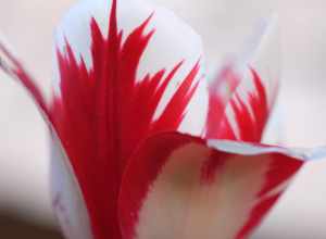 
500px provided description: Red And White Too [#white ,#peaceful ,#petal ,#harmony ,#stem ,#tranquil ,#Flower ,#Red ,#Tulip ,#Pink ,#Bud]