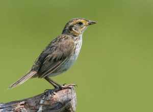 Saltmarsh Sharp-Tailed Sparrow / Ammodramus caudacutus