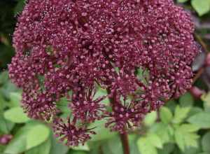 Angelica gigas