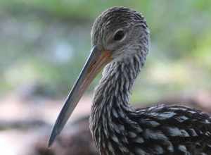 Limpkin