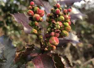 Oregon grape (Berberis aquifolium)