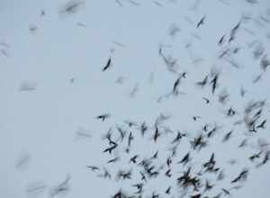 The flock of Vaux's Swifts swirling into a 1920s elementary school chimney to roost for the night.  These Vaux's Swifts (Chaetura vauxi) are quite selective about their roost during their annual migration from the Pacific Northwest to Central