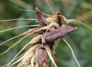 Rye Ergot (Claviceps purpurea)