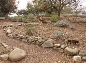 The salvia garden at the Conejo Valley Botanical Gardens in Thousand Oaks, California.