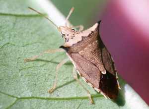 Euschistus acuminatus Walker, 1867 3067896588