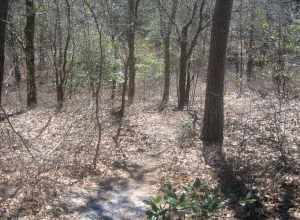 A trail in First Landing State Park.