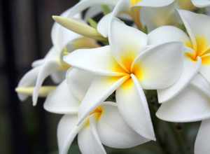 
500px provided description: Frangipani [#yellow ,#white ,#bloom ,#South Florida ,#Frangipani ,#Plumeria]