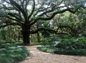 Ghostly Oak