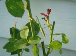 The male praying mantis is the smaller of the two, and bright green. This one sat mimicking the foliage and stalk arrangements on a rose bush for the greater part of one day.