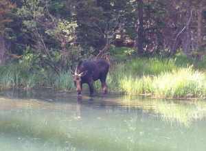 Moose in Utah USA