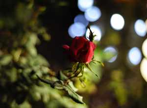 
500px provided description: Close up of a rose taken at Largo Central Park at night handheld.  [#night ,#bokeh ,#rose ,#handheld ,#Nikon D700]