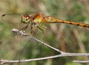 A female Autumn Meadowhawk (Sympetrum vicinum)