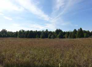 
500px provided description: Door County Prarie [#field ,#sky ,#forest ,#clouds ,#summer ,#grass ,#countryside ,#outdoors ,#meadow ,#rural scene ,#non-urban scene ,#country road ,#prairie]