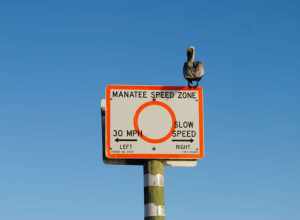 
500px provided description: Gulf of Mexico (Florida), Jan 2012 [#sky ,#guidance ,#road ,#traffic ,#symbol ,#sign ,#warning ,#no person]