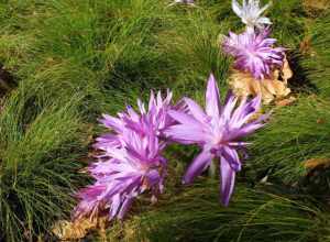 
500px provided description: A picture I took at botanical gardens in Saint Louis [#Nature ,#Landscape ,#Flower ,#Flowers ,#Pink ,#Pretty]