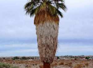 Desert Fan Palm (Washingtonia filifera) at Oasis of Mara in Joshua Tree National Park