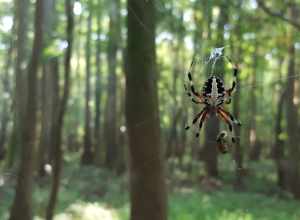 spider, Congaree National Park, South Carolina  (possibly Neoscona domiciliorum)