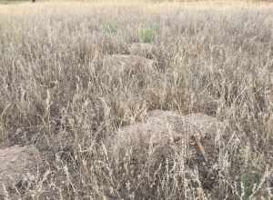 Yellow-faced Pocket Gopher (Cratogeomys castanops)