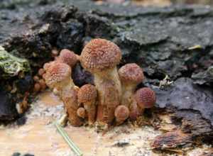 For more information about this, see the observation page at Mushroom Observer.