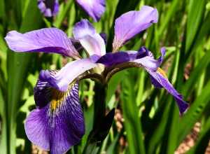 Iris Garden, Birmingham Botanical Gardens, Birmingham, Alabama