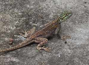 Peters's Rock Agama (Agama picticauda)