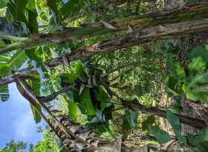 A banana tree found inside Fairchild