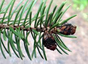 Spruce bud blight of Sitka spruce caused by Dichomera gemmicola near Juneau, Alaska. USDA Forest Service photo by Elizabeth Graham.