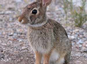 A rabbit at the Chickasaw Retreat and Conference Center, Murray County, Oklahoma, United States.