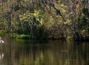 Silver Springs 3