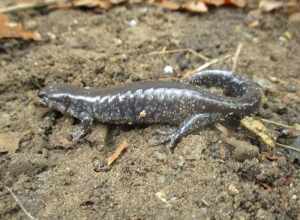 Unisexual Mole Salamander (Ambystoma unisexual). Species of amphibian.