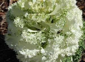 Ornamental kale (Brassica oleracea) at the Dallas Arboretum and Botanical Garden.