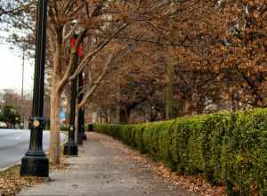 Piedmont Park