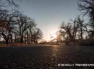 
500px provided description: Sunset Im Wildlife [#sunrise ,#sunset ,#sun ,#evening ,#sundown ,#automn ,#silouette ,#golden hour ,#weeping willow ,#sunflare ,#sunet ,#goldenhour]