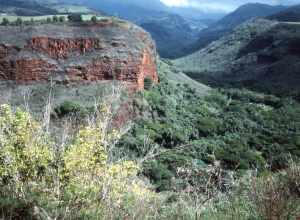 (1 in a multiple picture set)
We visited this canyon by car and then later by heliocopter. It was spectacular either way.  It is much like our mainland Grand Canyon, but because of the heavy rain in Hawii, the slopes and cliffs are covered in rich