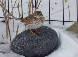 "Ipswich" Savannah Sparrow