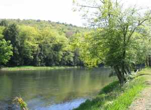 cook forest