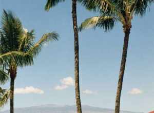 Hilo Bay Mona Kia