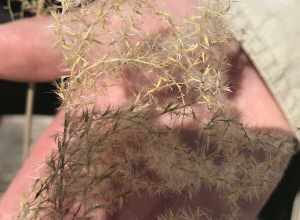 SEC IPMT
SECEPMT at OCMU removing seed head from invasive grass planted at visitors center
Keywords: OCMU