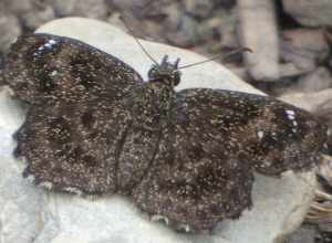 Hayhurst's Scallopwing (Staphylus hayhurstii)