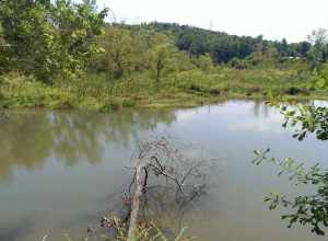 Chattahoochee river from Gold Branch