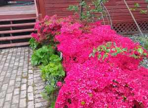 Hulda Klager Lilac Gardens