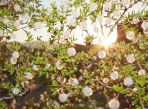 Creosote bush (Larrea tridentata) on display at Red Hills Desert Garden in St. George, UT, USA