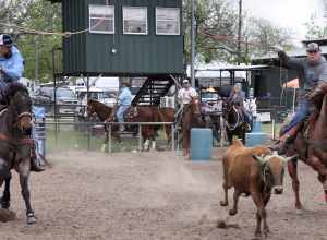 Jackpot team roping event in New Braunfels, Texas, United States. The header and heeler giving chase.