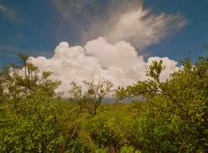 Weedon Island preserve