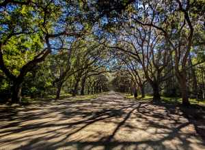 Shadowy tree lined view of live oak trees creating a stunning canopy entrance to Wormsloe Historic Site.