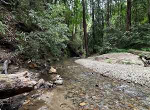 Bean Creek running through Mount Hermon, CA (June 2023)