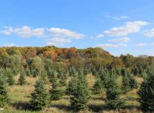 Tree farm